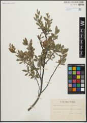 Foto von Salix arbuscula L.